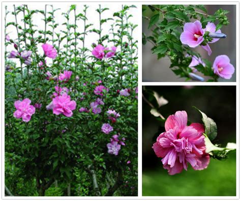 樹芙蓉|木芙蓉（锦葵科木槿属植物）